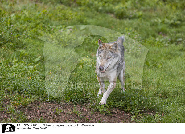 rennender Grauwolf / rennender Grey Wolf / PW-09161