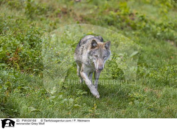 rennender Grauwolf / rennender Grey Wolf / PW-09168