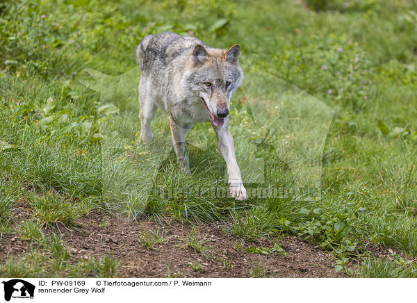 rennender Grauwolf / rennender Grey Wolf / PW-09169