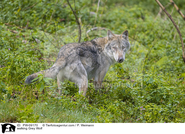 laufender Grauwolf / walking Grey Wolf / PW-09170