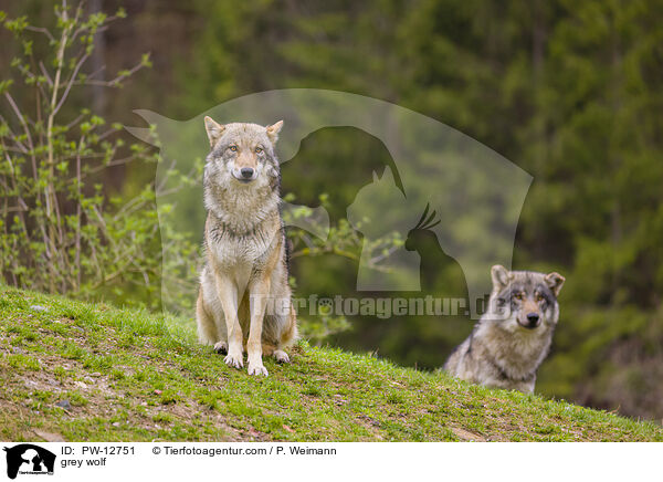 Grauwolf / grey wolf / PW-12751
