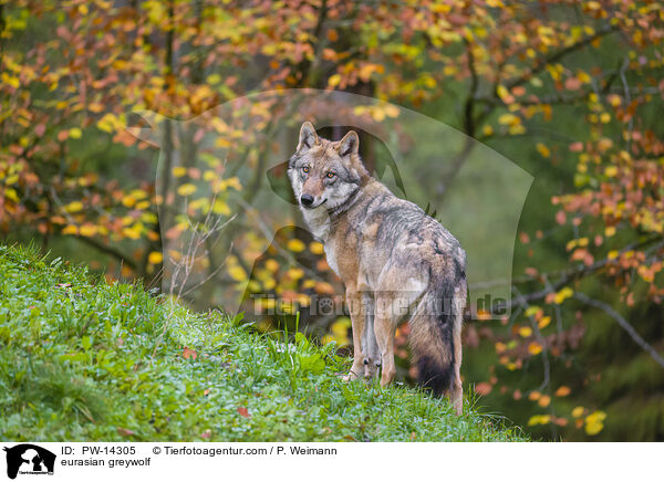 Grauwolf / eurasian greywolf / PW-14305