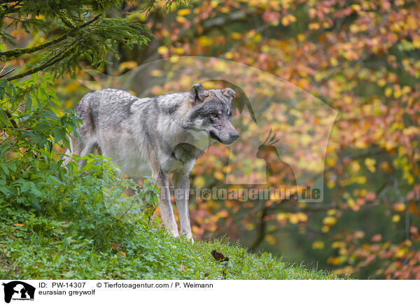 Grauwolf / eurasian greywolf / PW-14307