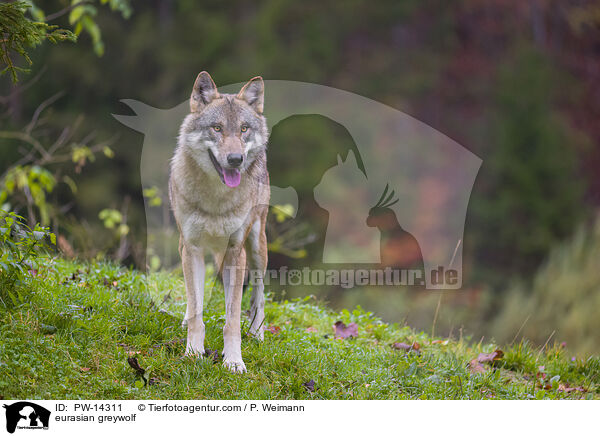 Grauwolf / eurasian greywolf / PW-14311