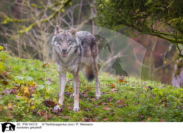 Grauwolf / eurasian greywolf / PW-14312