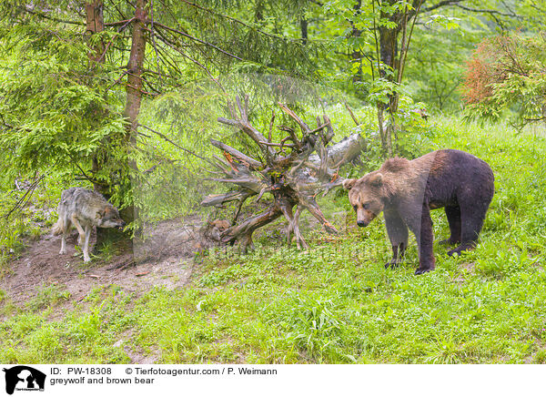 Grauwolf und Braunbr / greywolf and brown bear / PW-18308