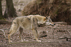 greywolf