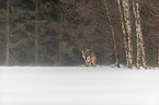 Wolf runs through the snow