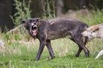 Grey Wolf with Eastern Timber Wolf