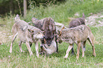 Grey Wolf with Eastern Timber Wolf