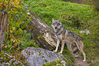 eurasian greywolf