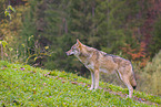 eurasian greywolf