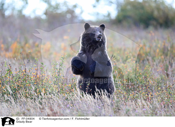 Grizzlybr / Grizzly Bear / FF-04804