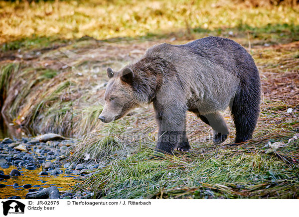 Grizzly bear / JR-02575