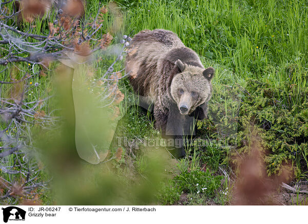 Grizzlybr / Grizzly bear / JR-06247