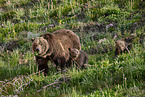 Grizzly bears