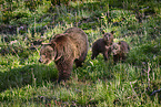 Grizzly bears