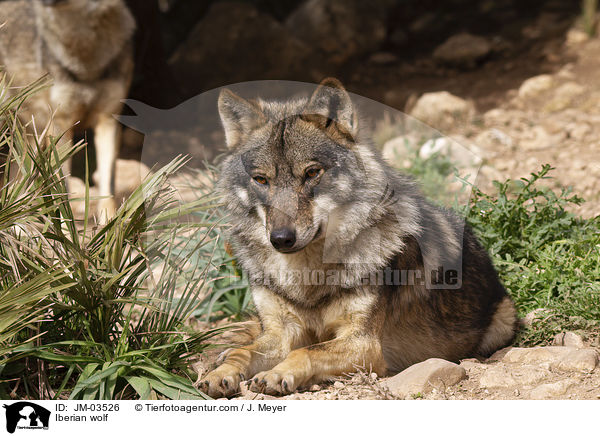 Iberian wolf / JM-03526