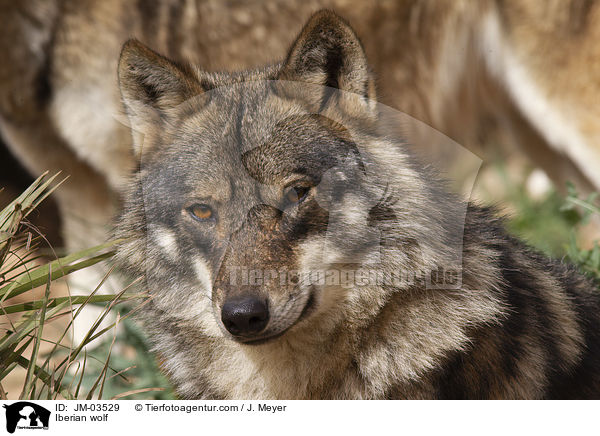 Iberian wolf / JM-03529