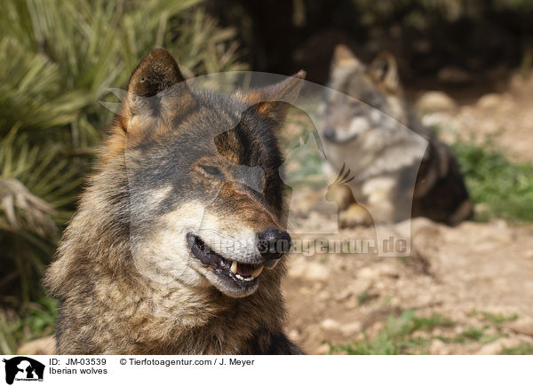 Iberian wolves / JM-03539