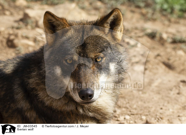 Iberian wolf / JM-03545