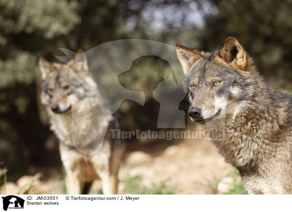 Iberian wolves / JM-03551