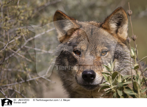 Iberian wolf / JM-03553