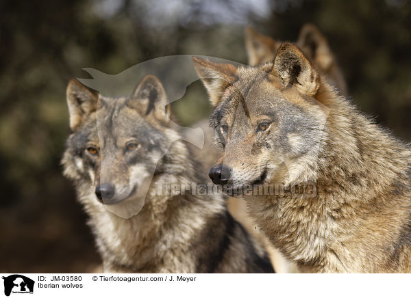 Iberian wolves / JM-03580