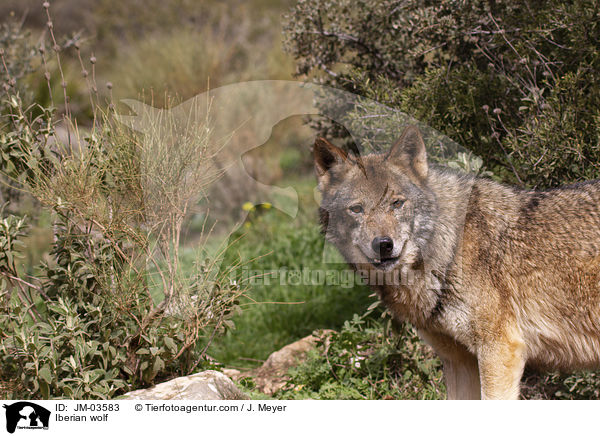 Iberian wolf / JM-03583