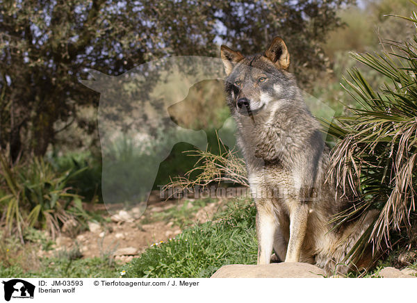 Iberian wolf / JM-03593