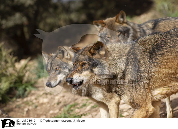 Iberian wolves / JM-03610