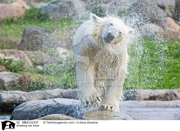 shaking ice bear / MBS-02357