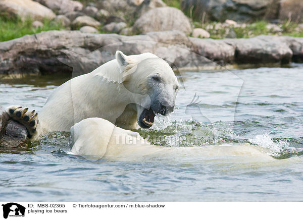 spielende Eisbren / playing ice bears / MBS-02365