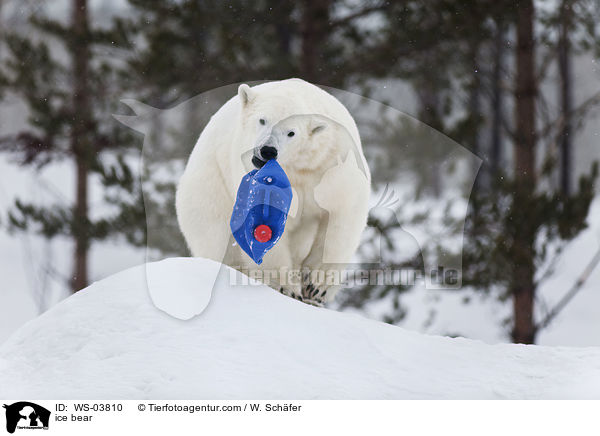 ice bear / WS-03810