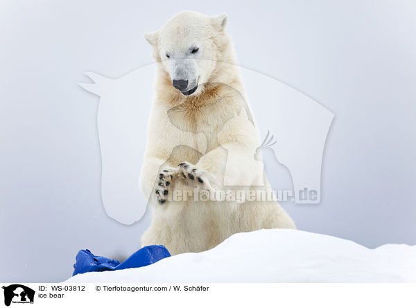 ice bear / WS-03812