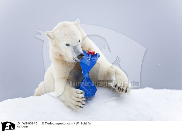 ice bear / WS-03815