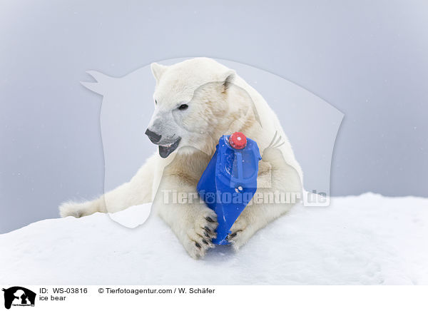 ice bear / WS-03816