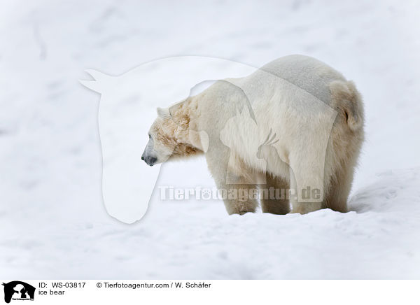 ice bear / WS-03817