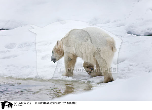 ice bear / WS-03818