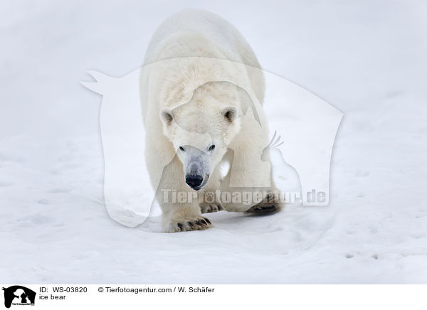 ice bear / WS-03820