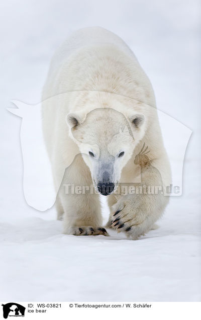 ice bear / WS-03821