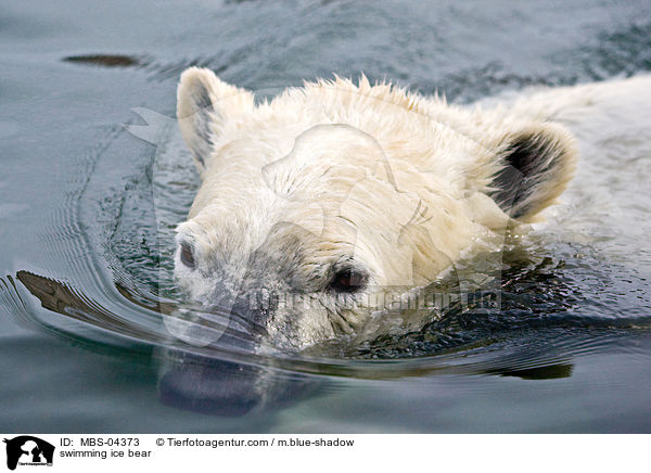 swimming ice bear / MBS-04373