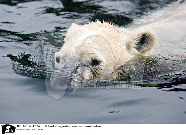 swimming ice bear / MBS-04374