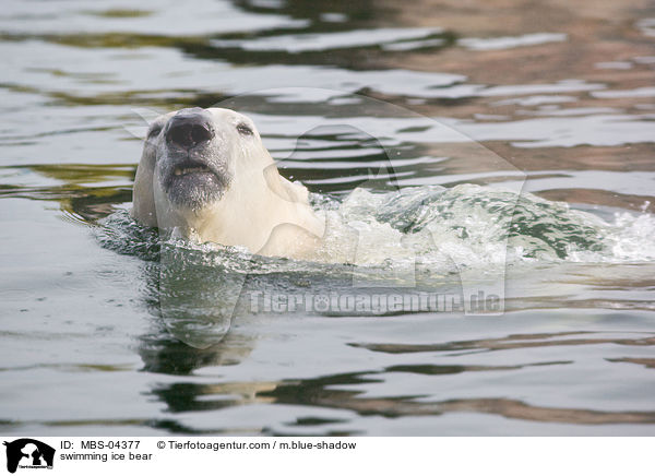 swimming ice bear / MBS-04377