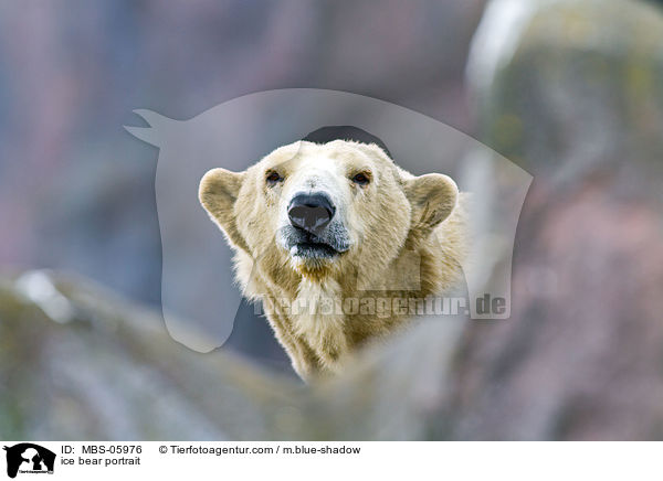 ice bear portrait / MBS-05976
