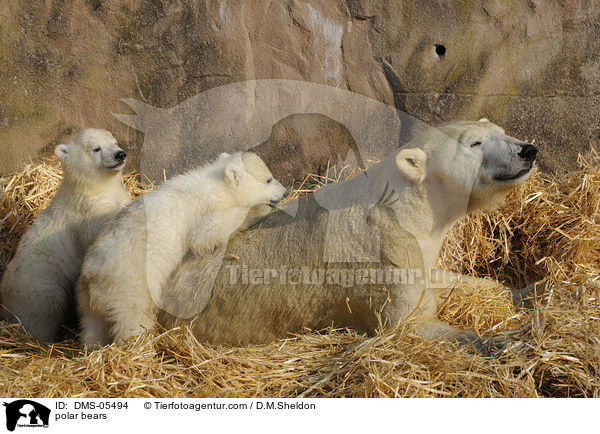 polar bears / DMS-05494