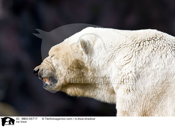 ice bear / MBS-06717