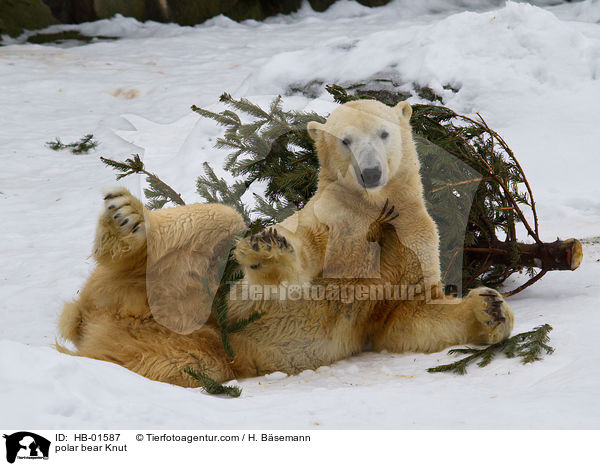 polar bear Knut / HB-01587
