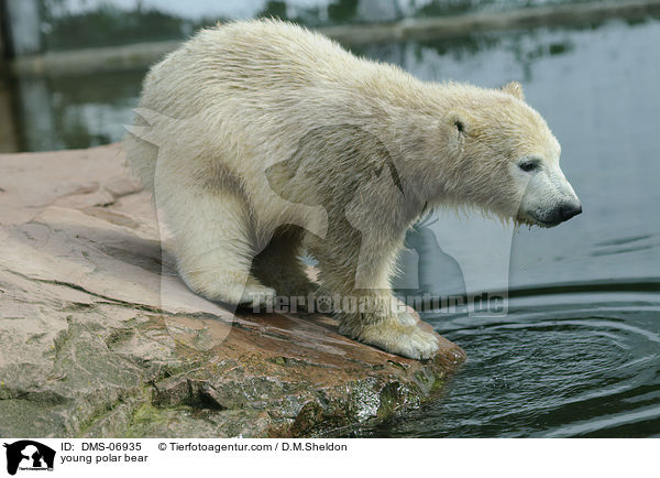 young polar bear / DMS-06935