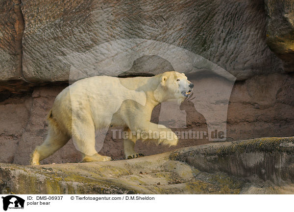 polar bear / DMS-06937